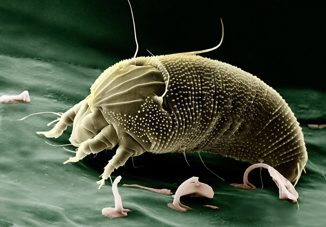 Comment se débarrasser des mites alimentaires ?
